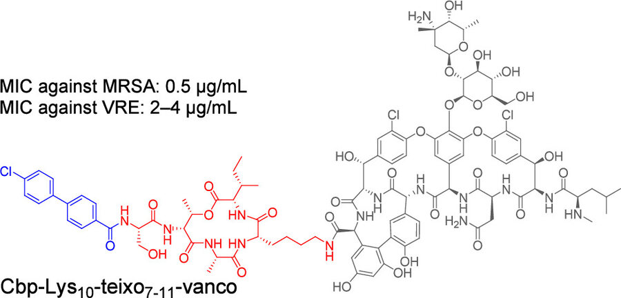 Table-of-contents graphic: the chemical structure of a vancomycin–teixobactin conjugate with its minimum inhibitory concentrations against MRSA and VRE.