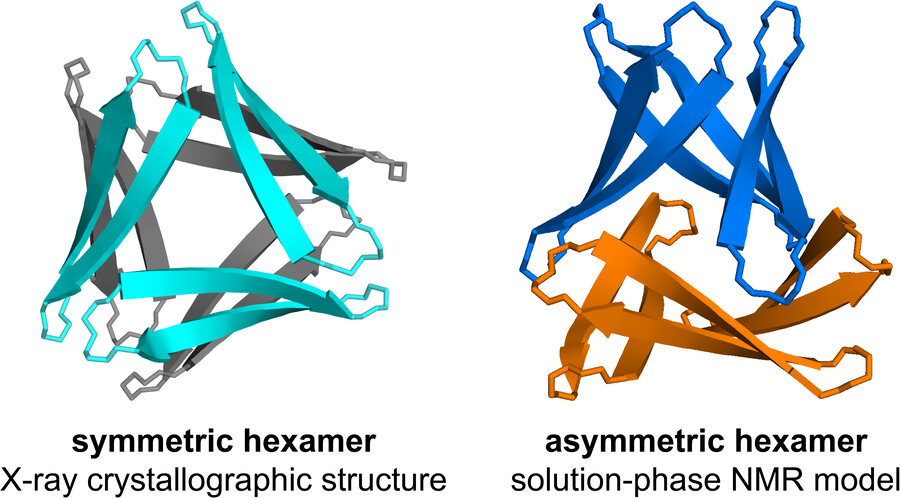 Table-of-contents graphic comparing a symmetric hexamer from X-ray crystallography with an asymmetric hexamer from a solution-phase NMR model.