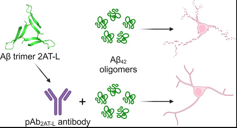 Table-of-contents graphic: an Aβ trimer and a polyclonal antibody protecting a neuron from amyloid-beta oligomer toxicity.