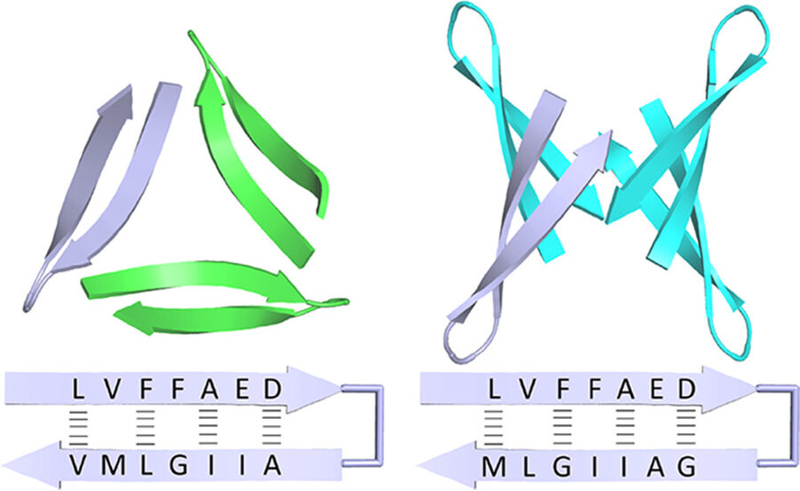 Ribbon diagrams and sequence schematics of constrained beta-hairpin peptides derived from the amyloid-beta sequences LVFFAED and VMLGIIA.