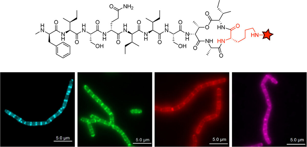 Chemical structure of a labeled teixobactin analogue above four fluorescence micrographs of bacterial cells in cyan, green, red and magenta.