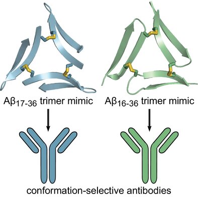 Two triangular trimer mimics derived from amyloid-beta, each leading to a conformation-selective antibody.