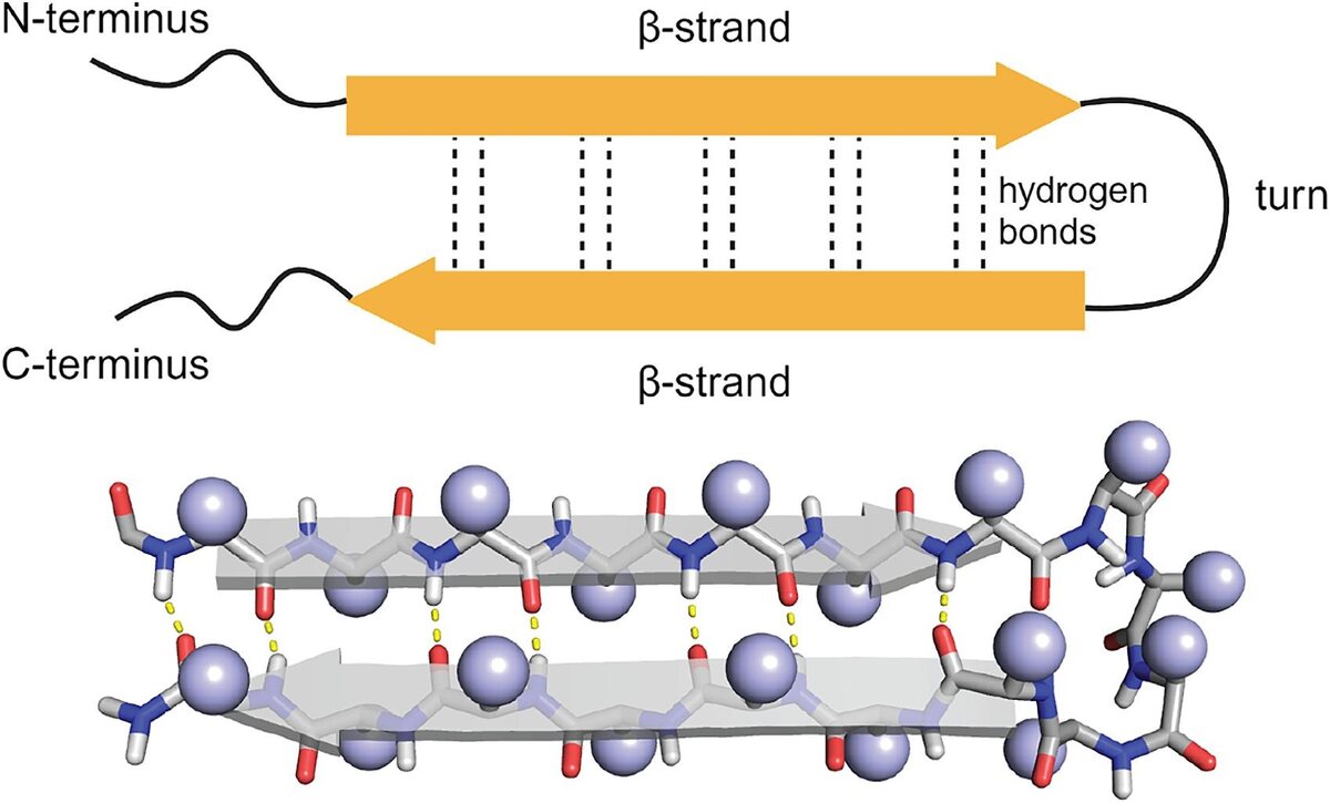 Schematic of an antiparallel beta-hairpin showing two beta-strands joined by a turn and linked by hydrogen bonds, beside a space-filling molecular model.