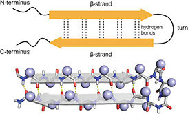 Table of contents figure for A turn for the worse: Aβ-hairpins in Alzheimer's disease