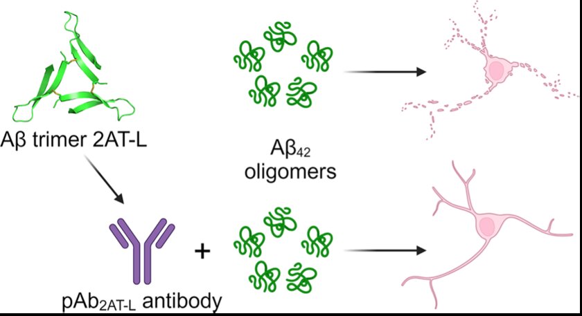 Table of contents figure for Antibodies Raised Against a Structurally Defined Aβ Oligomer Mimic Protects Human iPSC Neurons from Aβ Toxicity at Substoichiometric Concentrations