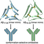 Table of contents figure for Generation and Study of Antibodies against Two Triangular Trimers Derived from Aβ