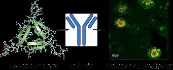 Table of contents figure for Antibodies Raised Against an Aβ Oligomer Mimic Recognize Pathological Features in Alzheimer's Disease and Associated Amyloid-Disease Brain Tissue