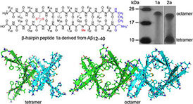 Table of contents figure for A β-Barrel-Like Tetramer Formed by a β-Hairpin Derived from Aβ