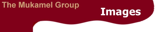 The Mukamel Group: Images